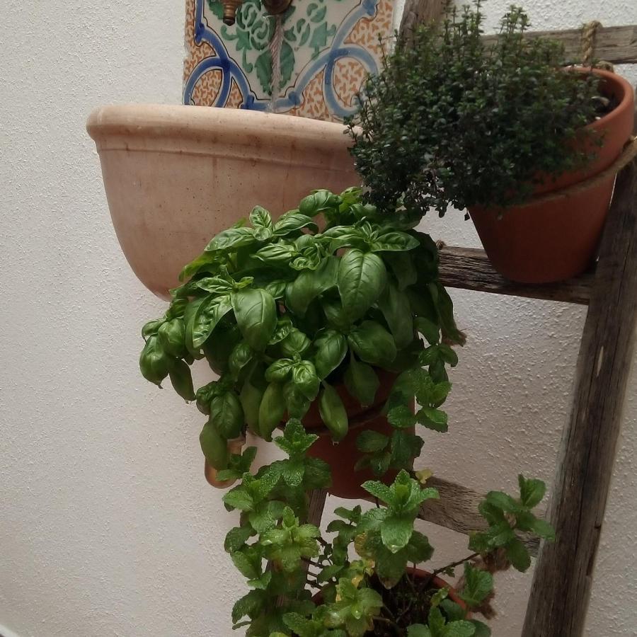 Appartement Il Terrazzino Sul Kemonia